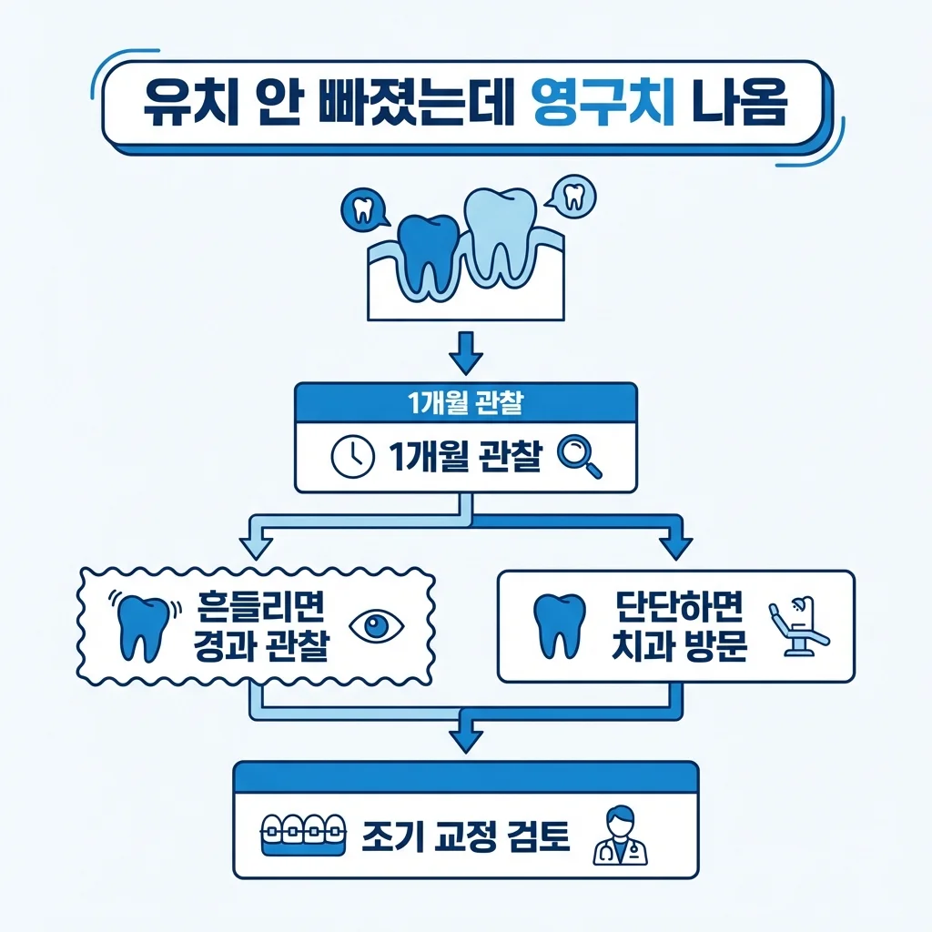 유치 안 빠졌는데 영구치 나옴 대처 인포그래픽 | 아너스교정치과